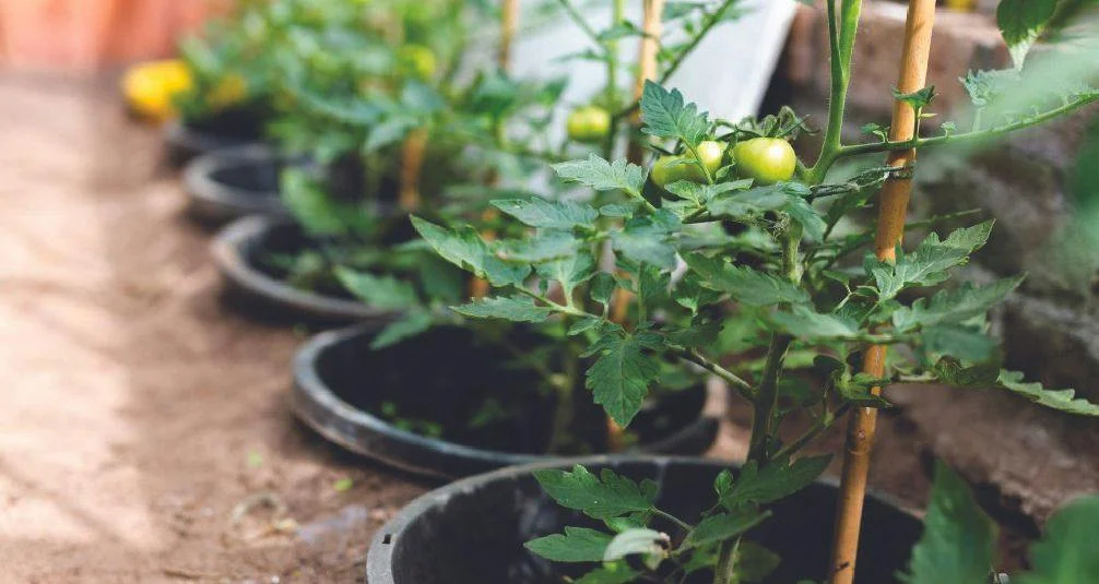 Young tomatos on plant  in pot