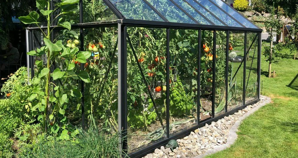 Black greenhouse full of vegetation