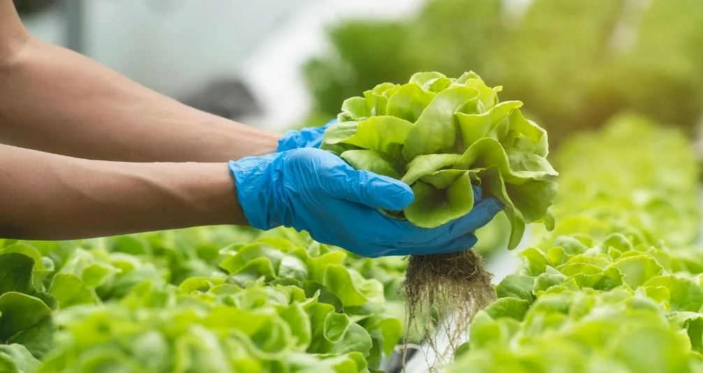 Best Greenhouse for growing fruit and vegetables 