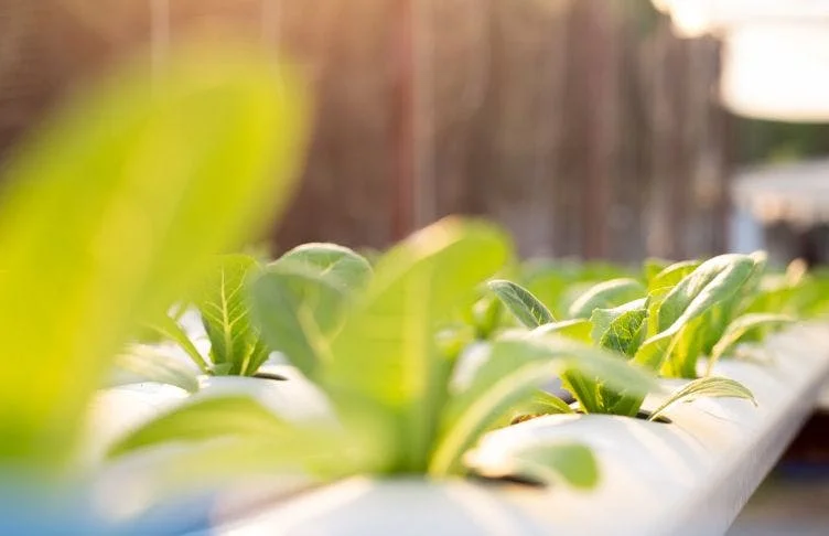 Closeup of seedlings in tubes
