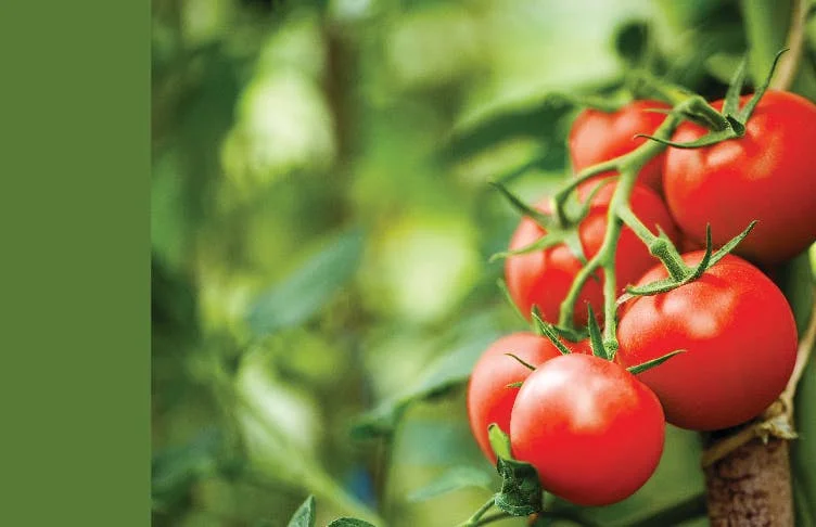 Close up of tomatos growing in greenhouse