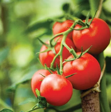 Close up of tomatos growing in greenhouse